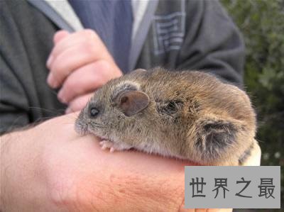 全球十大活化石物种