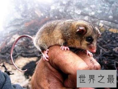 全球十大活化石物种