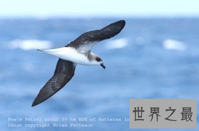 全球十大活化石物种