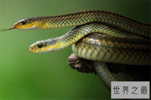 中国十大可怕盅术,驱毒害人之术