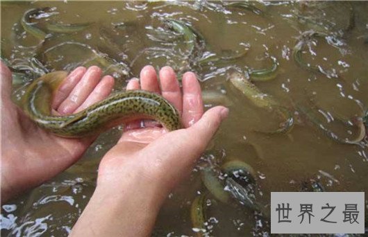 中国十大可怕盅术,驱毒害人之术