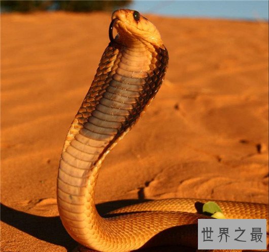 中国十大可怕盅术,驱毒害人之术
