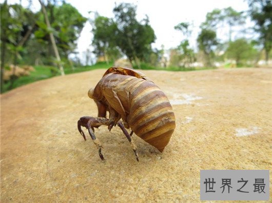 中国十大可怕盅术,驱毒害人之术