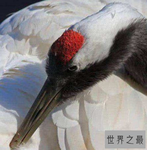 中国最毒的毒药排行,只要碰到这些东西就会死亡!