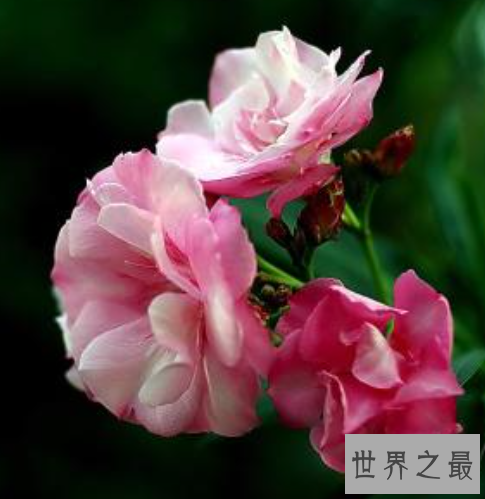 中国最毒的毒药排行,只要碰到这些东西就会死亡!