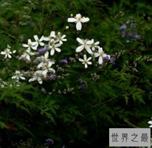 中国最毒的毒药排行,只要碰到这些东西就会死亡!