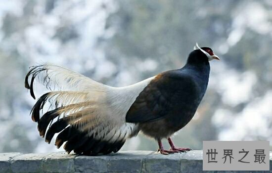 中国十大珍稀动物，濒临灭绝亟需保护。