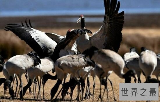 中国十大珍稀动物，濒临灭绝亟需保护。
