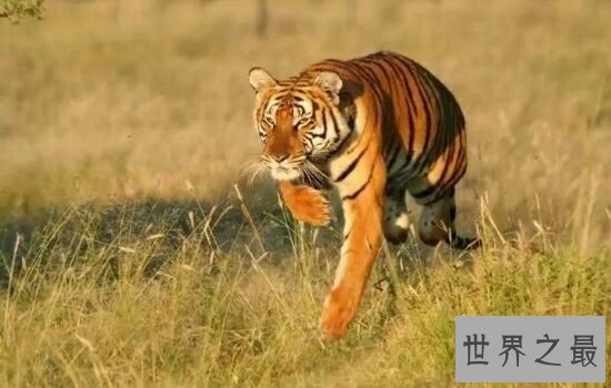 中国十大珍稀动物，濒临灭绝亟需保护。