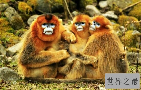 中国十大珍稀动物，濒临灭绝亟需保护。