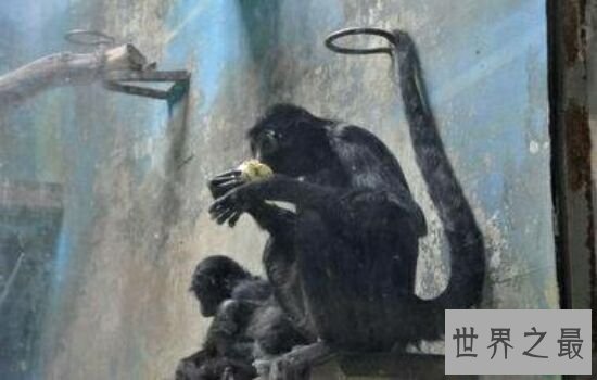 中国十大珍稀动物，濒临灭绝亟需保护。