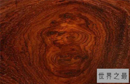 中国十大珍惜树种,珙桐被称为植物界的“活化石”!