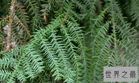 中国十大珍惜树种,珙桐被称为植物界的“活化石”!