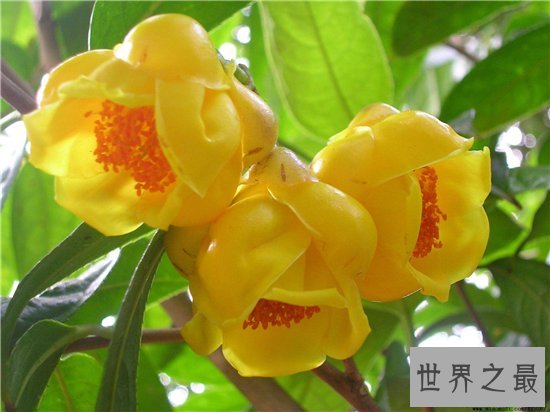 中国十大珍惜树种,珙桐被称为植物界的“活化石”!