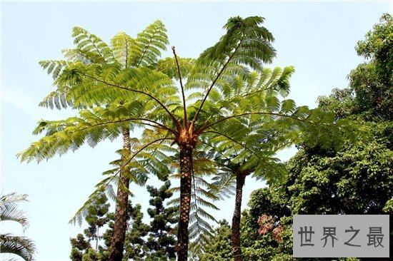 中国十大珍惜树种,珙桐被称为植物界的“活化石”!