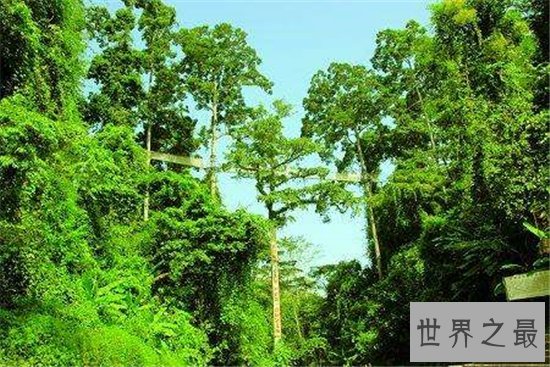 中国十大珍惜树种,珙桐被称为植物界的“活化石”!