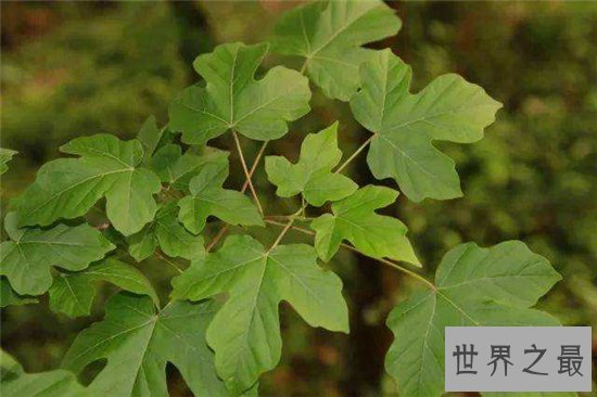 中国十大珍惜树种,珙桐被称为植物界的“活化石”!