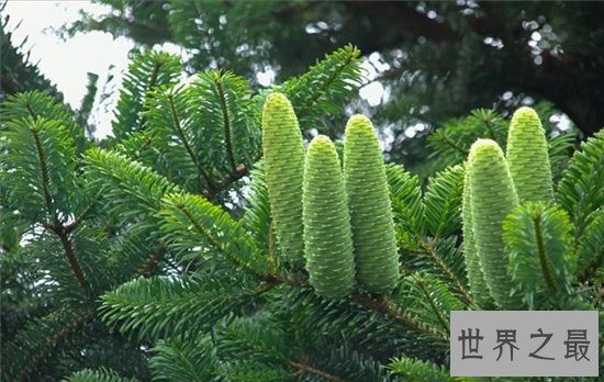 中国十大珍惜树种,珙桐被称为植物界的“活化石”!