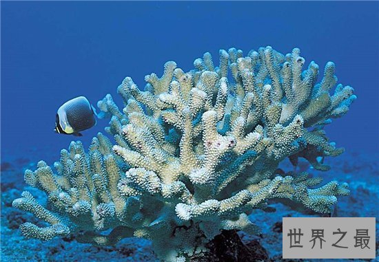 三亚有什么特产，三亚旅游必带的好吃不贵十大特产！