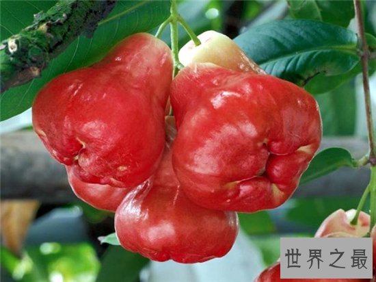 三亚有什么特产，三亚旅游必带的好吃不贵十大特产！