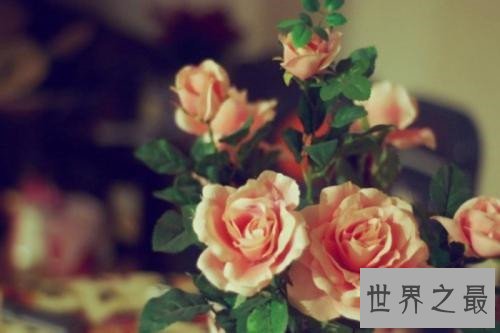 人生十大遗憾排行榜,有哪些是我们错过的遗憾来看一看吧!