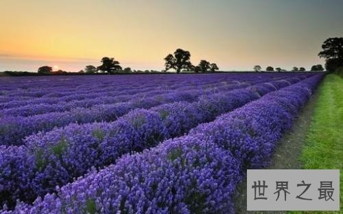 人生十大遗憾排行榜,有哪些是我们错过的遗憾来看一看吧!