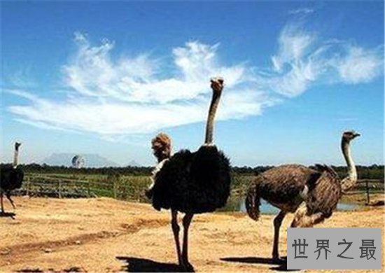 郑州旅游必去景点，来郑州不去这些地方等于白来！