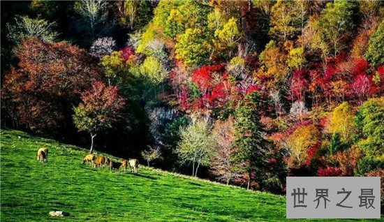 中国十大天然氧吧，让疲惫的灵魂来这里休息一下