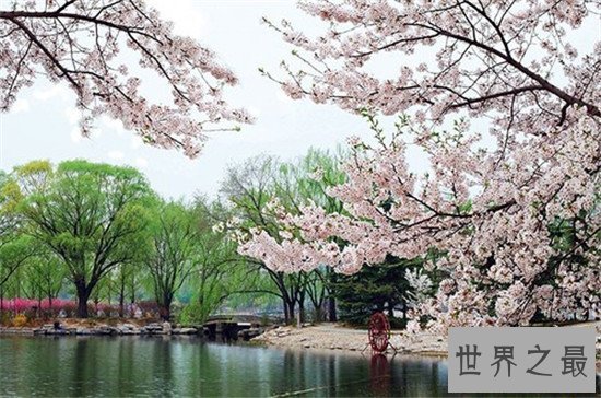 中国的十大赏樱胜地，最美樱花聚集地都在这里了