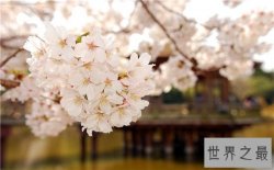 中国的十大赏樱胜地，最美樱花聚集地都在这里了