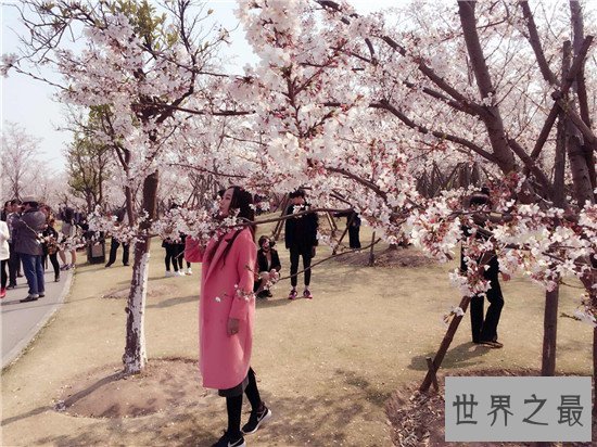 中国的十大赏樱胜地，最美樱花聚集地都在这里了