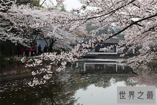 中国的十大赏樱胜地，最美樱花聚集地都在这里了