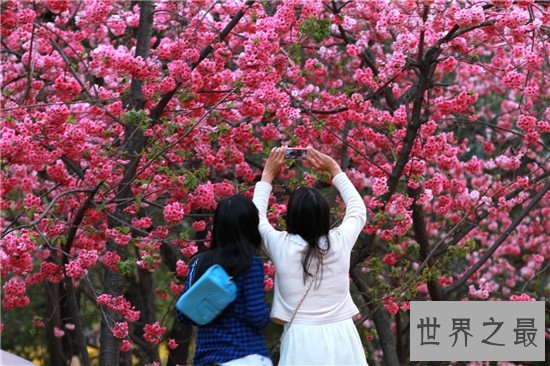 中国的十大赏樱胜地，最美樱花聚集地都在这里了