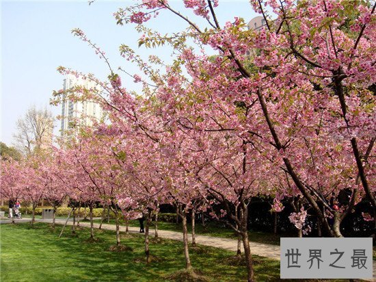 中国的十大赏樱胜地，最美樱花聚集地都在这里了