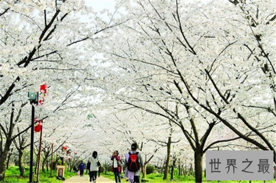 中国的十大赏樱胜地，最美樱花聚集地都在这里了
