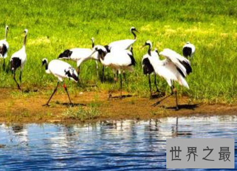 中国最美十大湿地，湿地竟然危机重重？