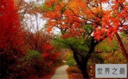 国内十大赏枫胜地，盘点中国枫叶最美的那些地方！