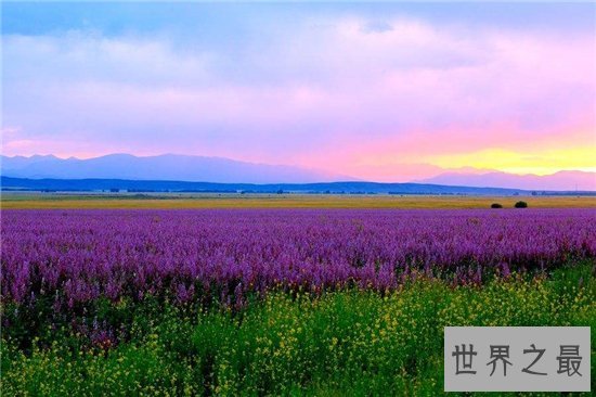中国十大最美的薰衣草花田，这么美的薰衣草花海你见过吗？