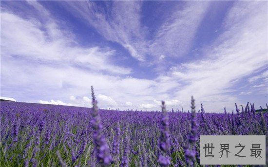 中国十大最美的薰衣草花田，这么美的薰衣草花海你见过吗？