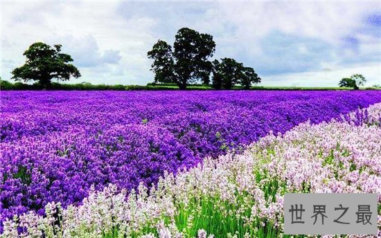 中国十大最美的薰衣草花田，这么美的薰衣草花海你见过吗？