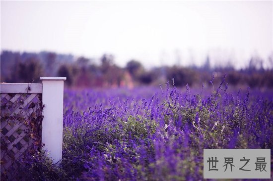 中国十大最美的薰衣草花田，这么美的薰衣草花海你见过吗？