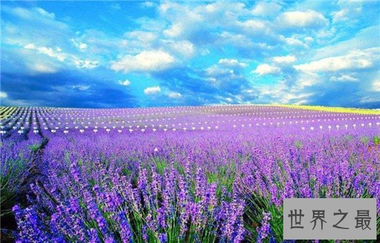中国十大最美的薰衣草花田，这么美的薰衣草花海你见过吗？