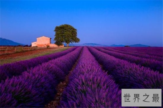 中国十大最美的薰衣草花田，这么美的薰衣草花海你见过吗？