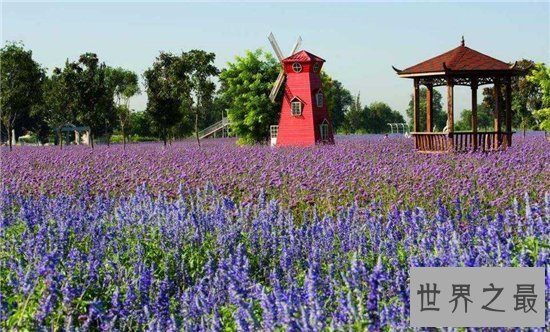 中国十大最美的薰衣草花田，这么美的薰衣草花海你见过吗？