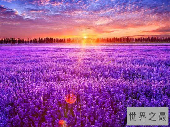 中国十大最美的薰衣草花田，这么美的薰衣草花海你见过吗？