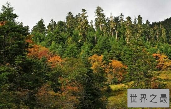 中国十大森林氧吧，浙江千岛湖竟然位于榜单榜首。