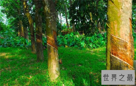 中国十大森林氧吧大盘点,中国空气质量最好的地方都在这!