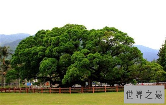 中国十大森林氧吧大盘点,中国空气质量最好的地方都在这!