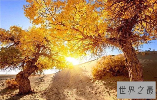 中国十大森林氧吧大盘点,中国空气质量最好的地方都在这!