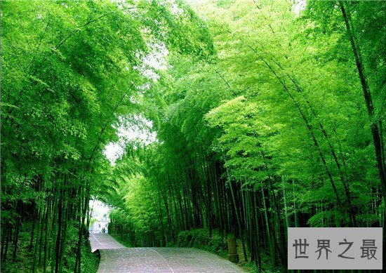 中国十大森林氧吧大盘点,中国空气质量最好的地方都在这!